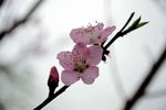 樱花花蕾