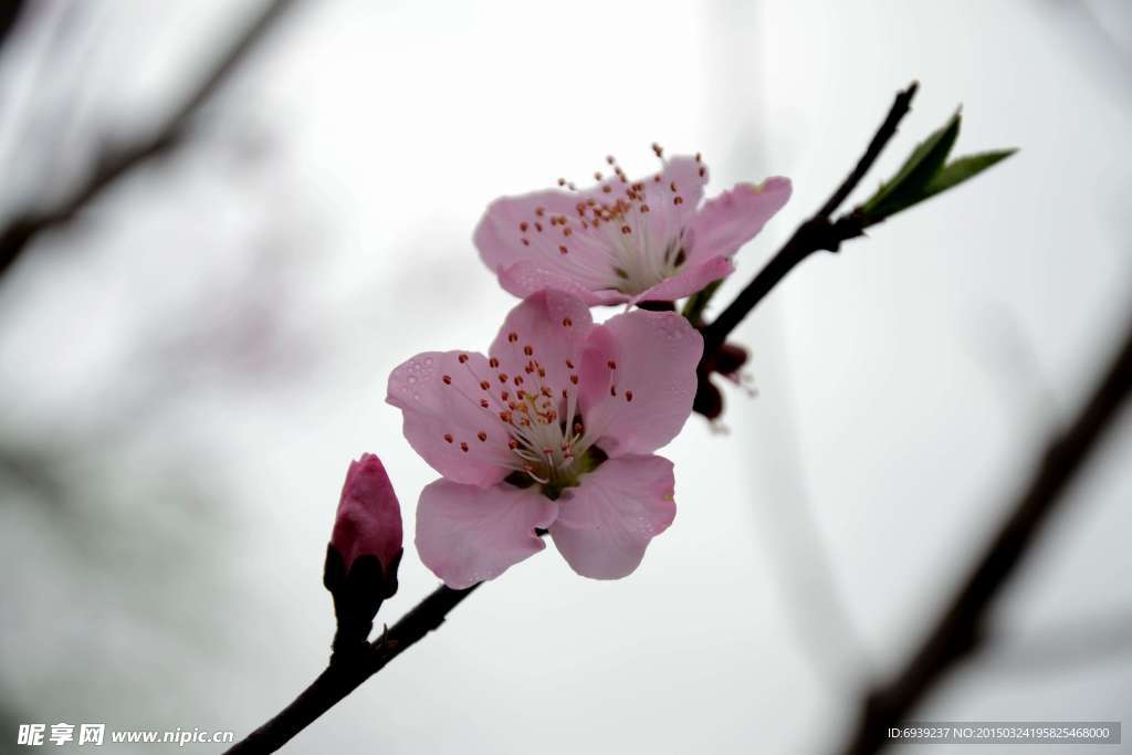 樱花花蕾