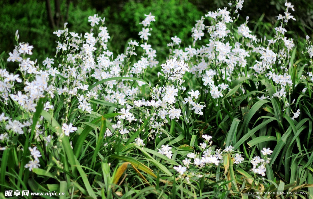 白花