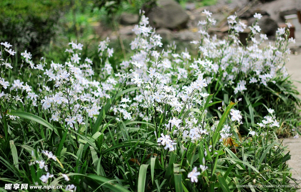 扁竹叶花