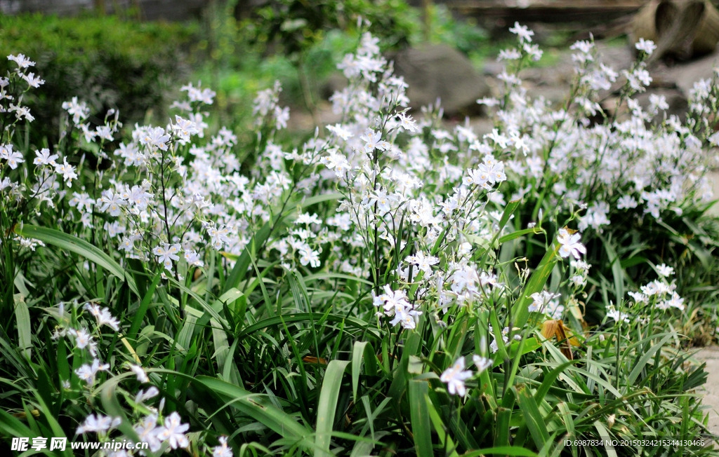 白花