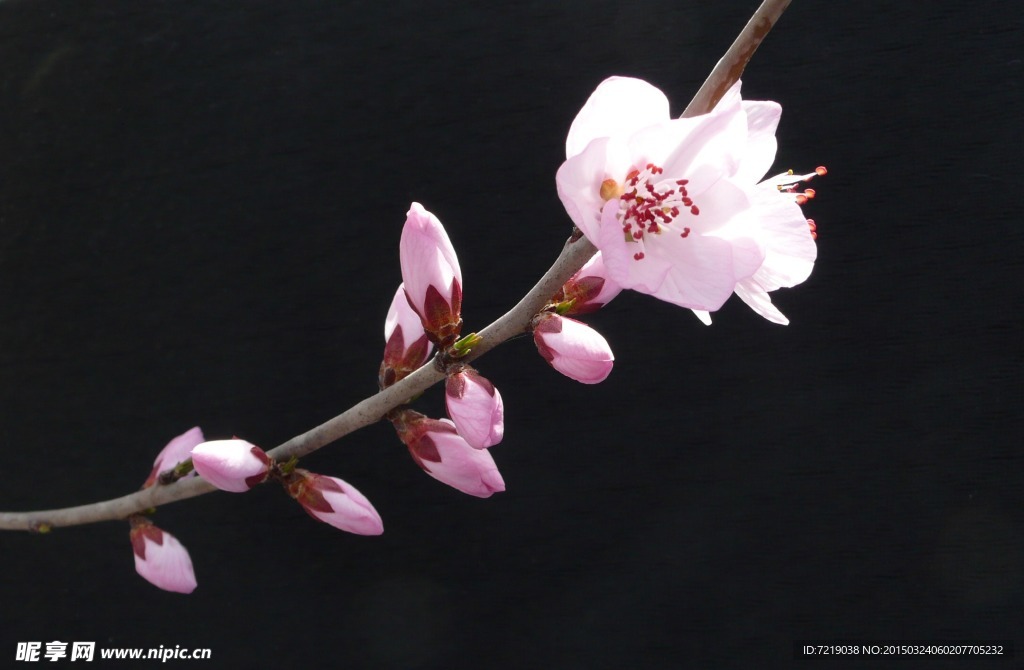 桃花