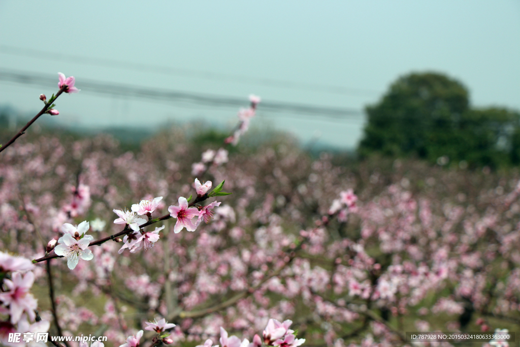 桃花