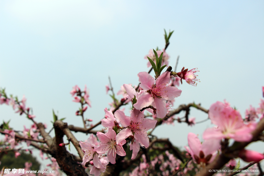 桃花