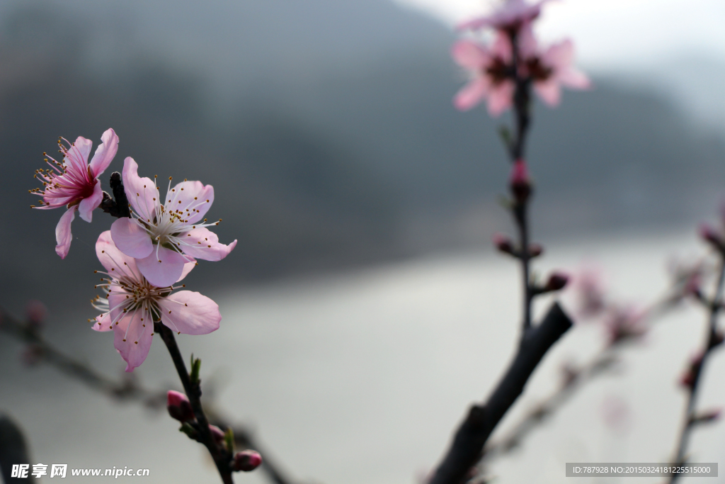 桃花