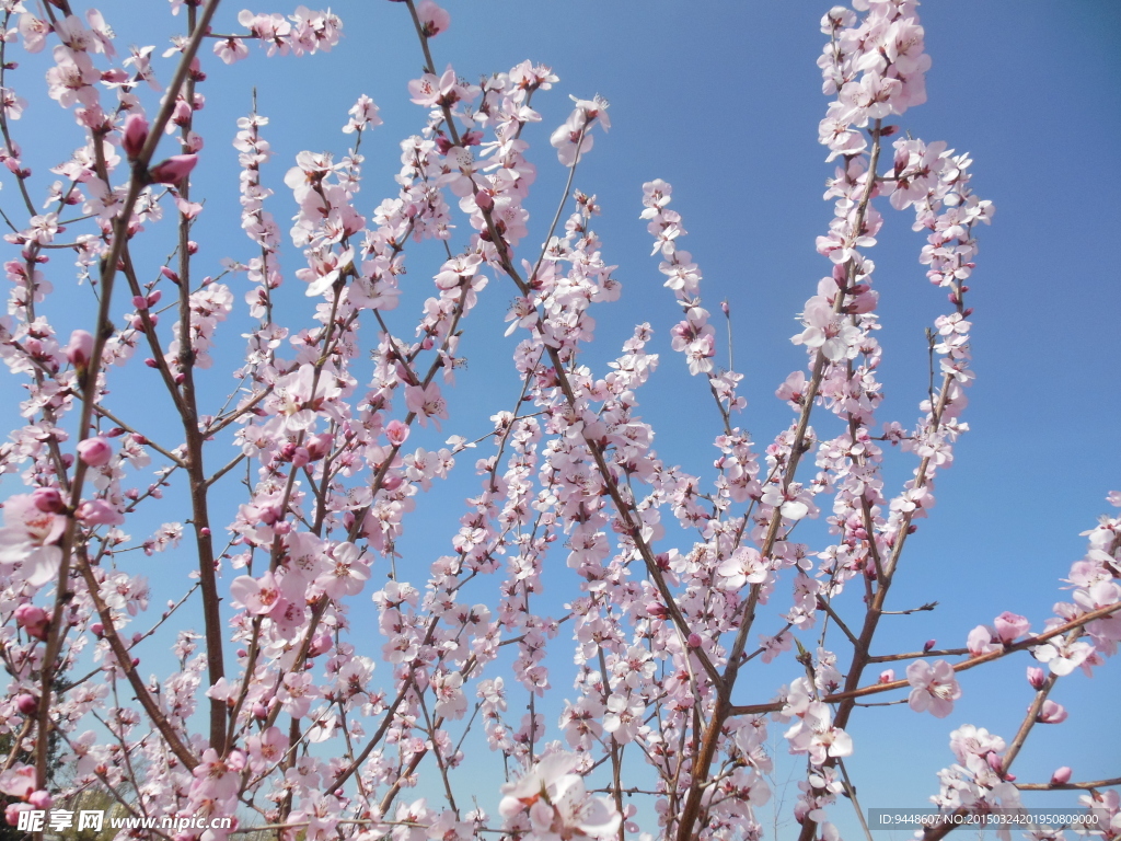 粉色樱花