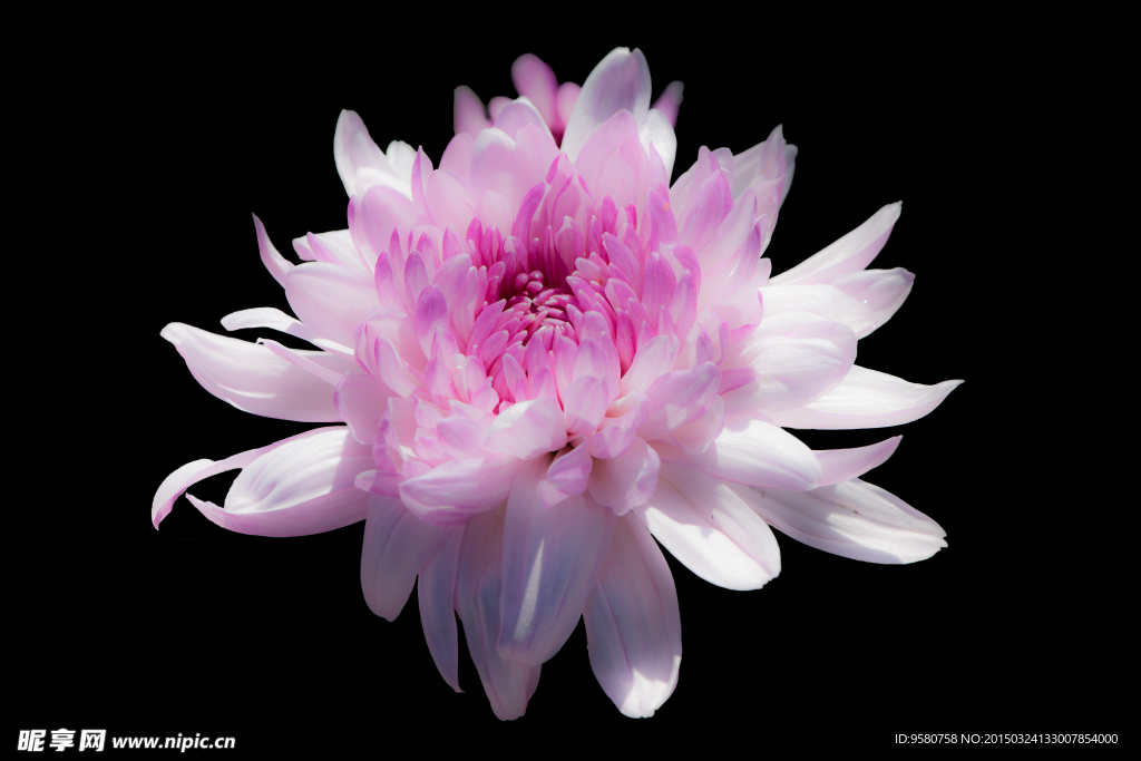 粉色菊花