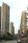 南宁东盟樱花路