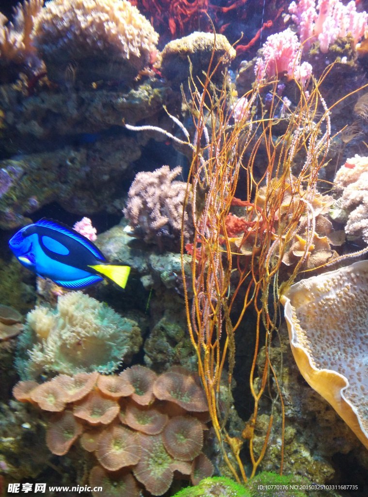 海洋生物