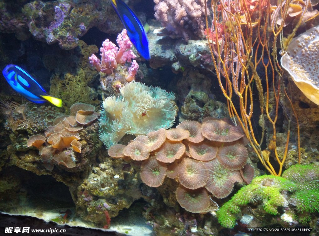 海洋生物