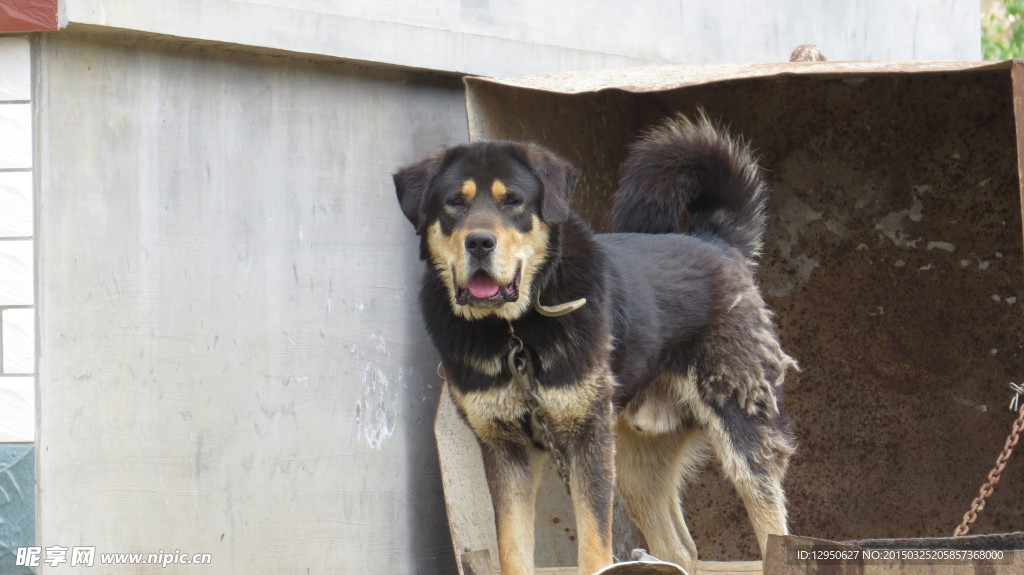 獒犬