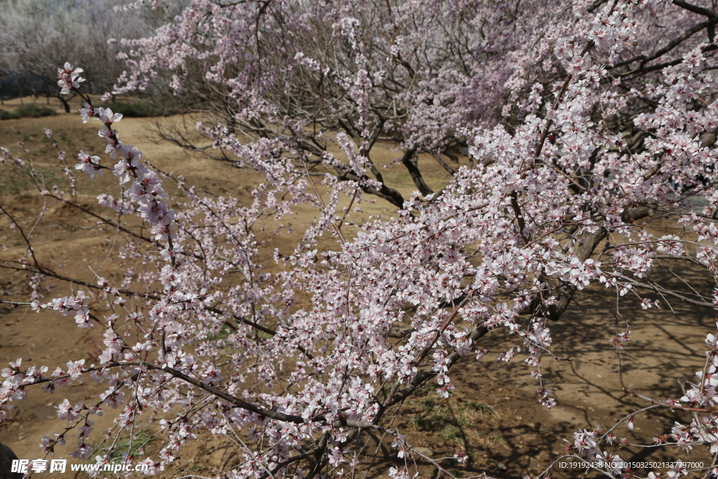 山桃花
