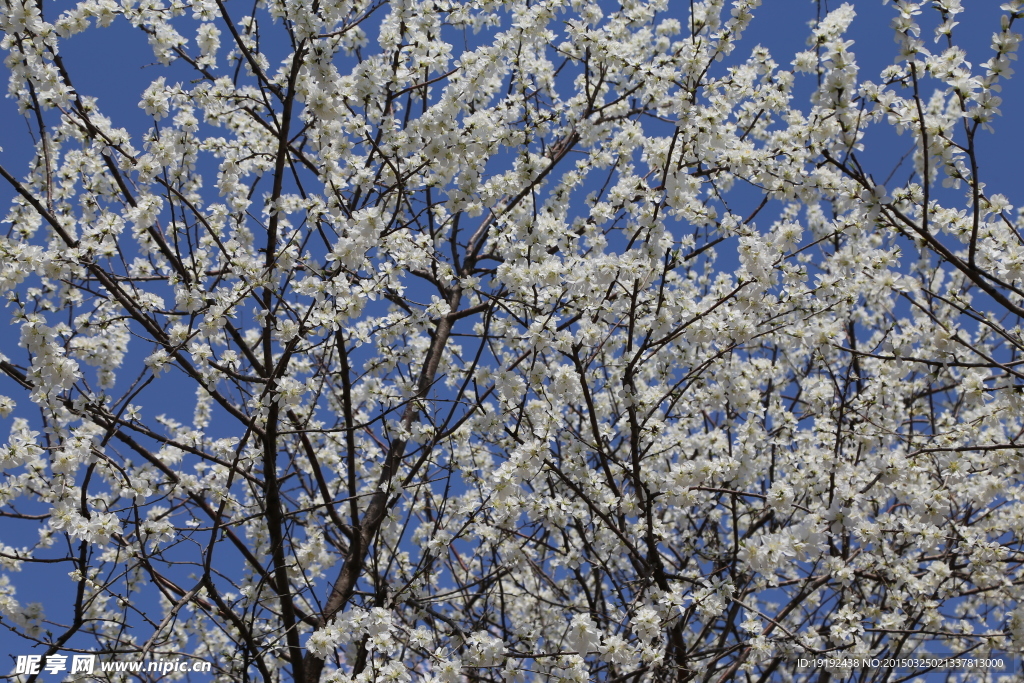 山桃花