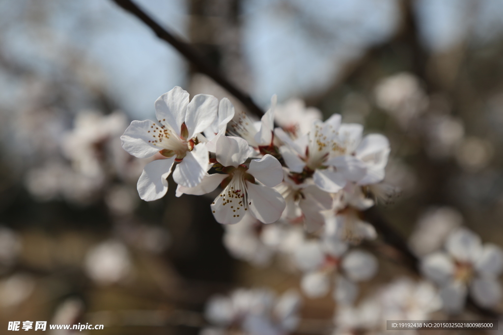 山桃花