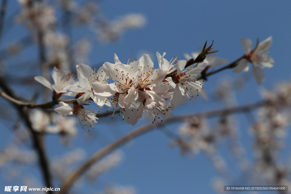 山桃花
