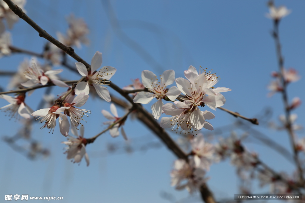 山桃花