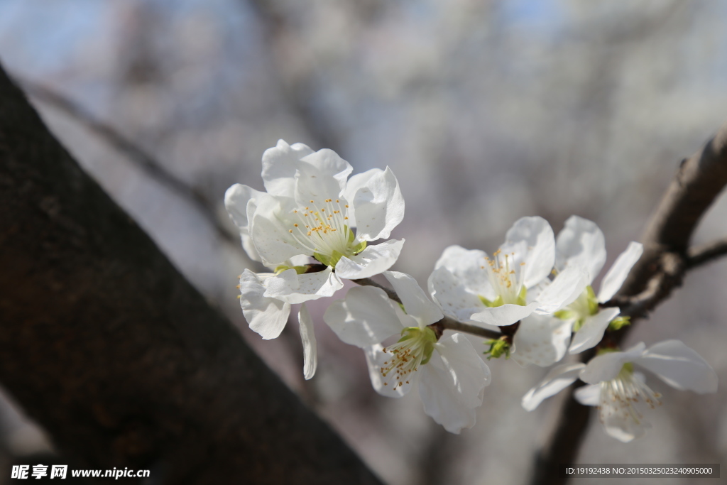 山桃花