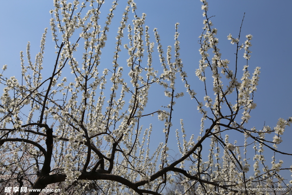 山桃花