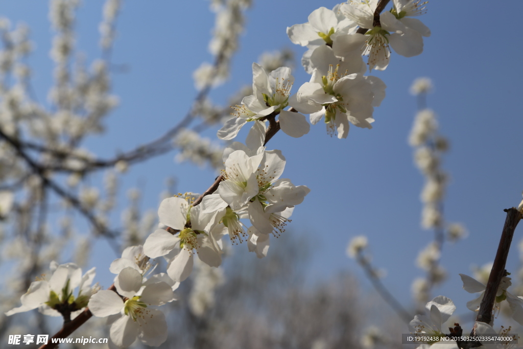 山桃花