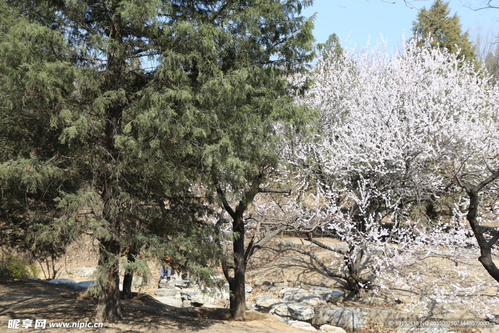 山桃花