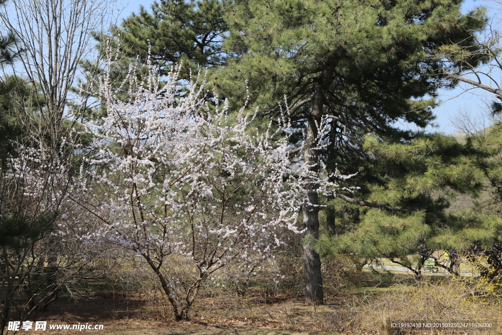 山桃花