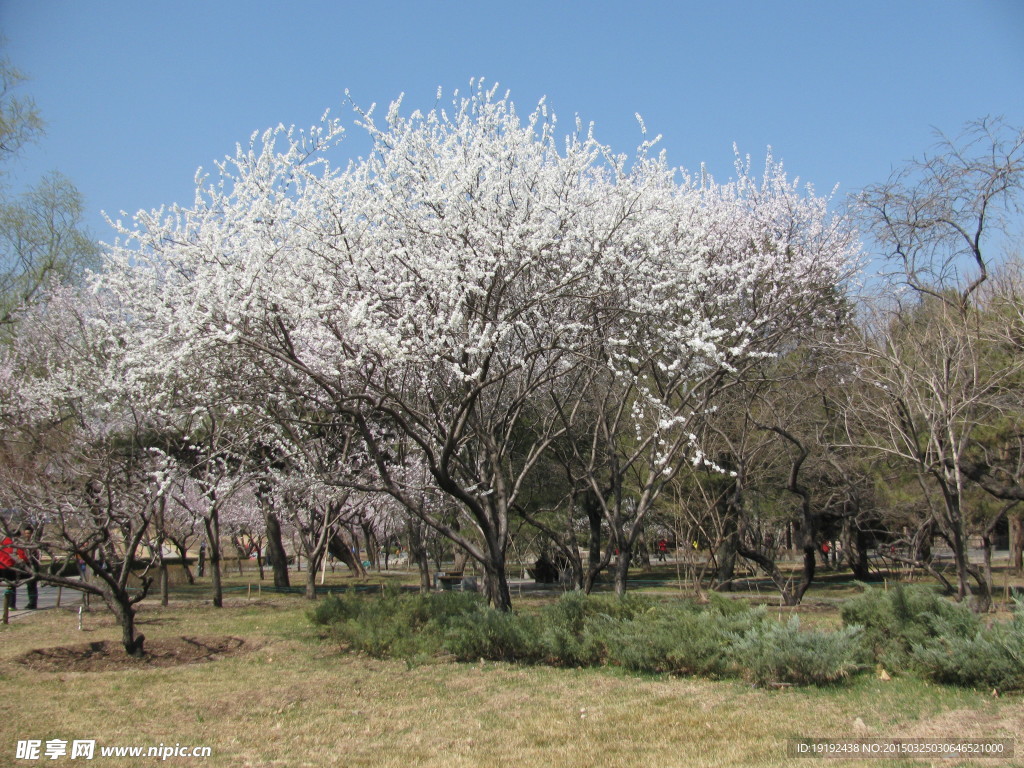 山桃花
