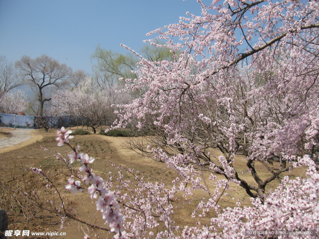 山桃花