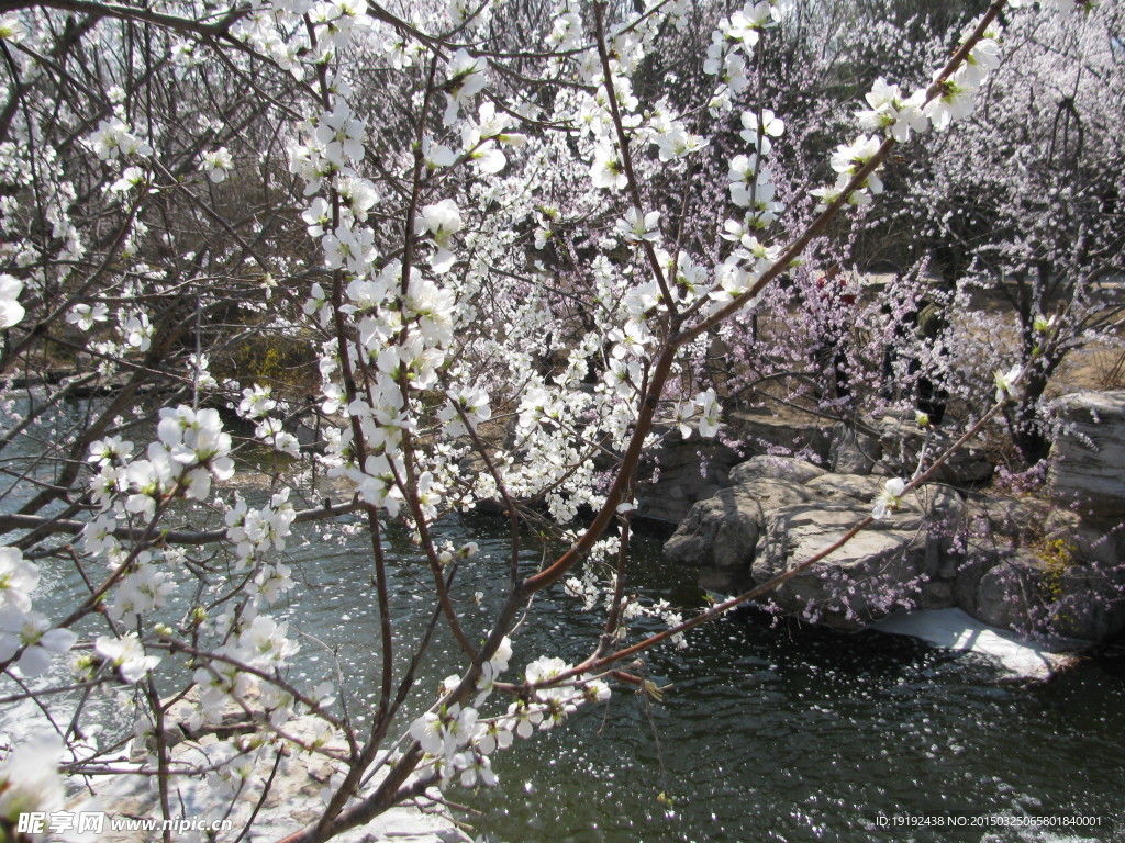 山桃花