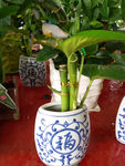 盆栽植物
