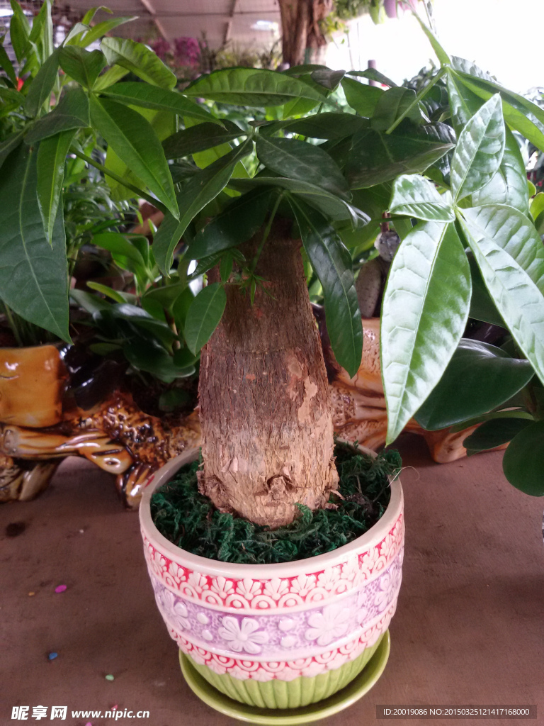 发财树