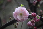 紫薇花
