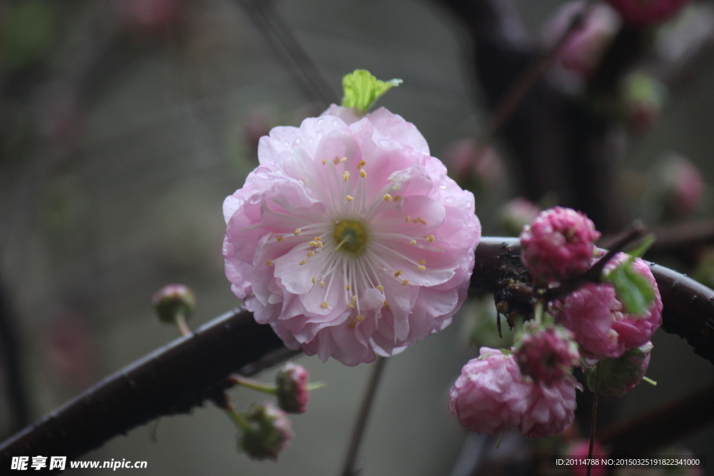 紫薇花