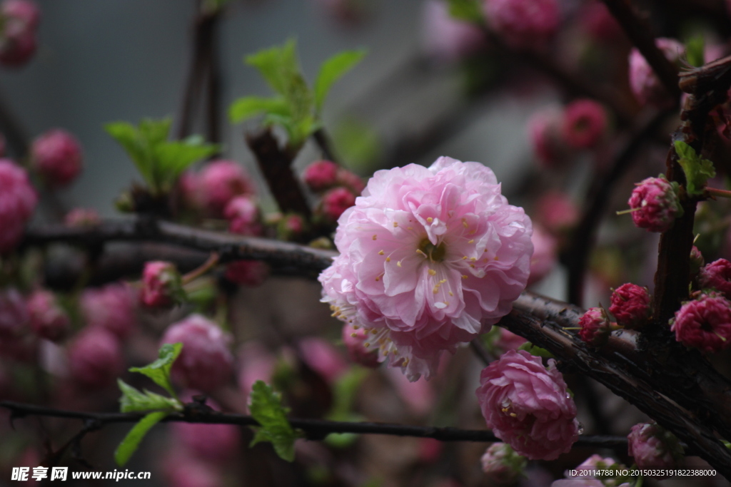 蔷薇花