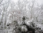 雪景 树木雪景