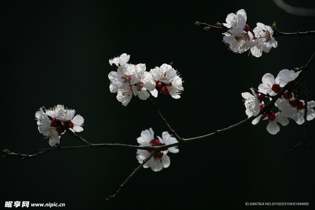 桃花