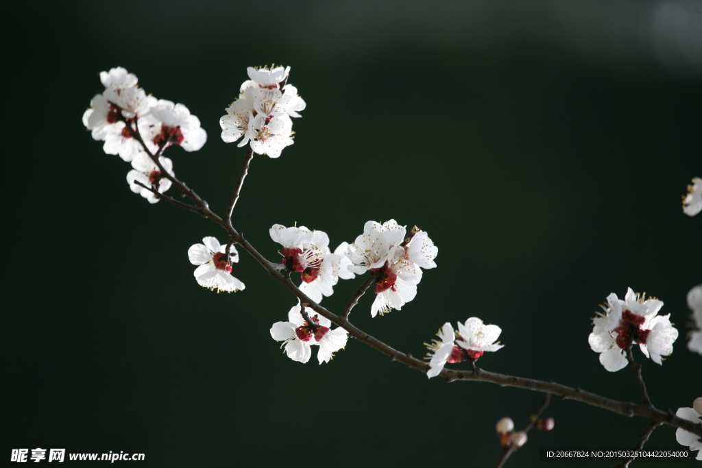 桃花