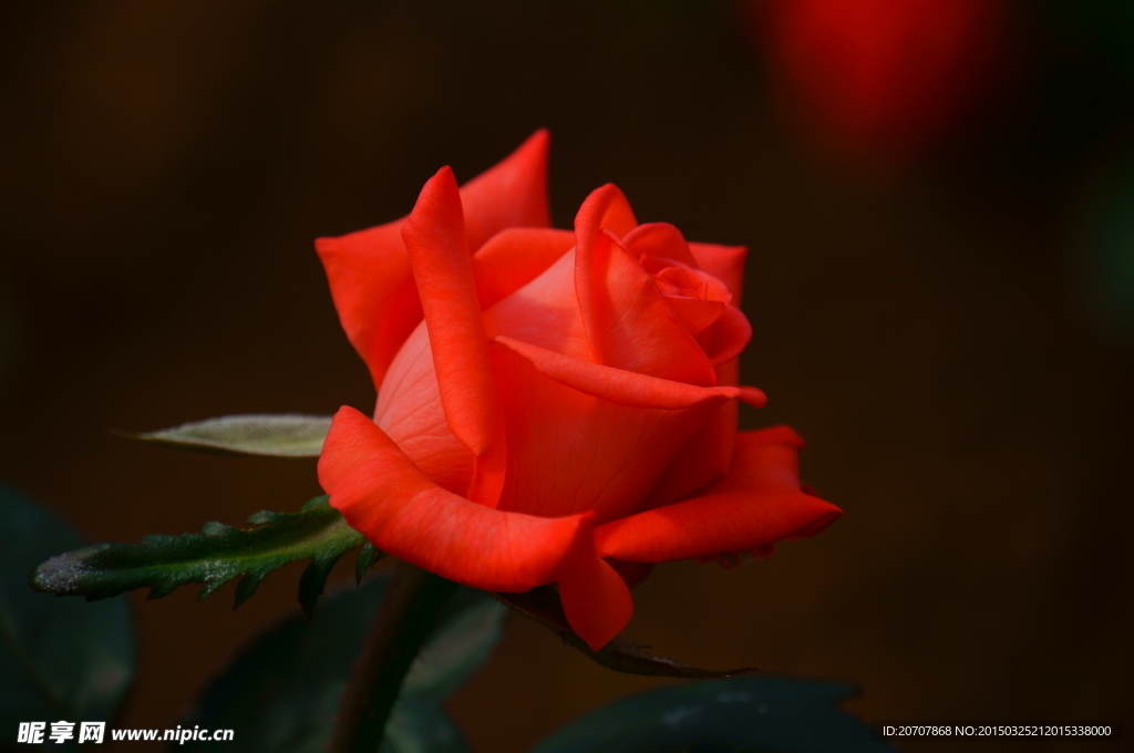 玫瑰花画册素材