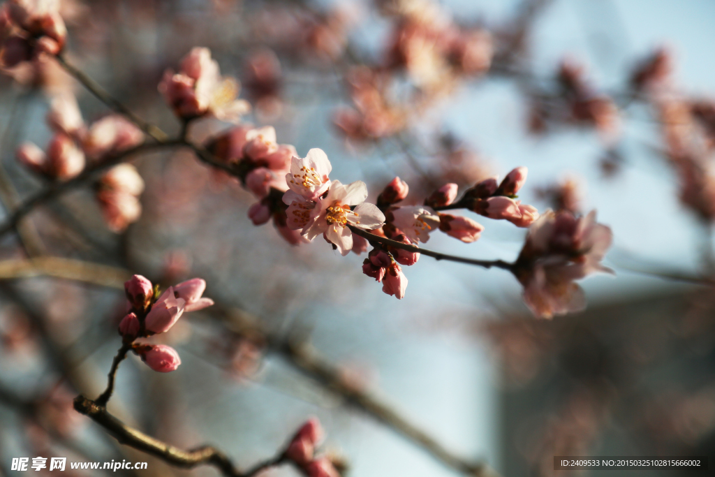 桃花