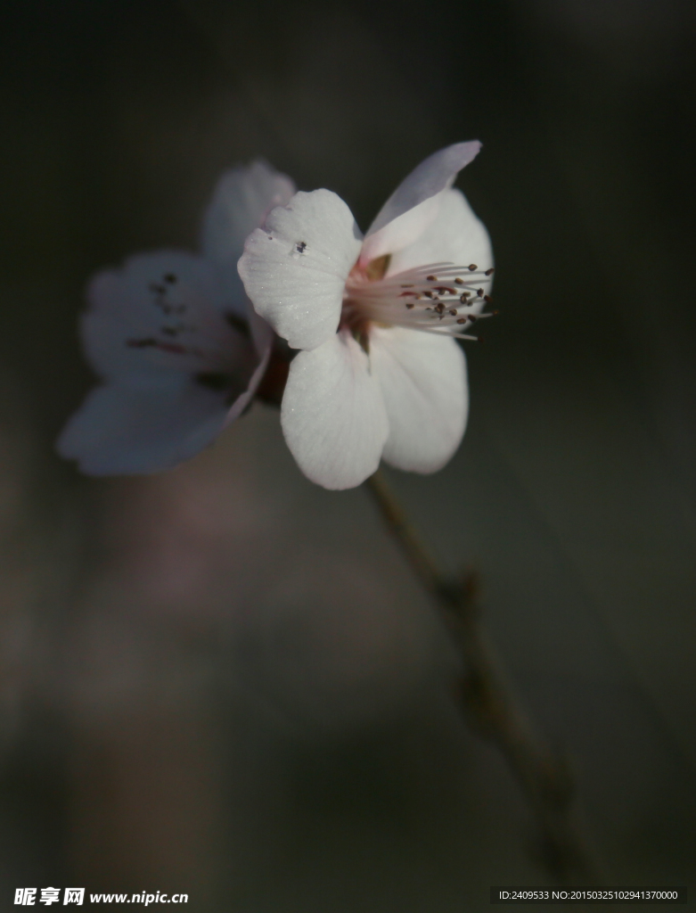 桃花