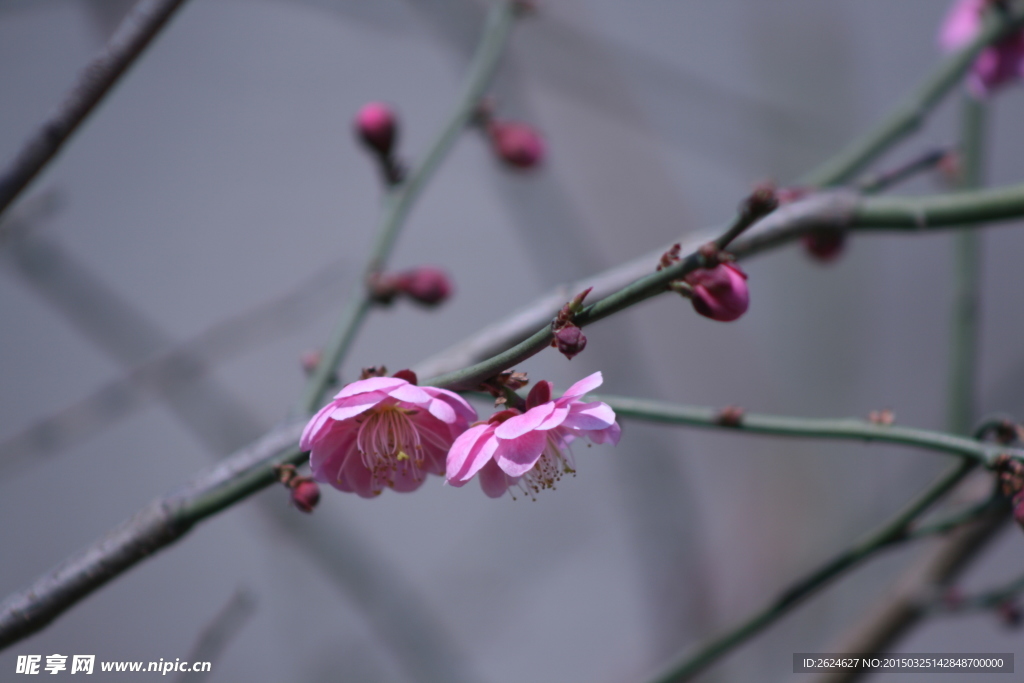 梅花