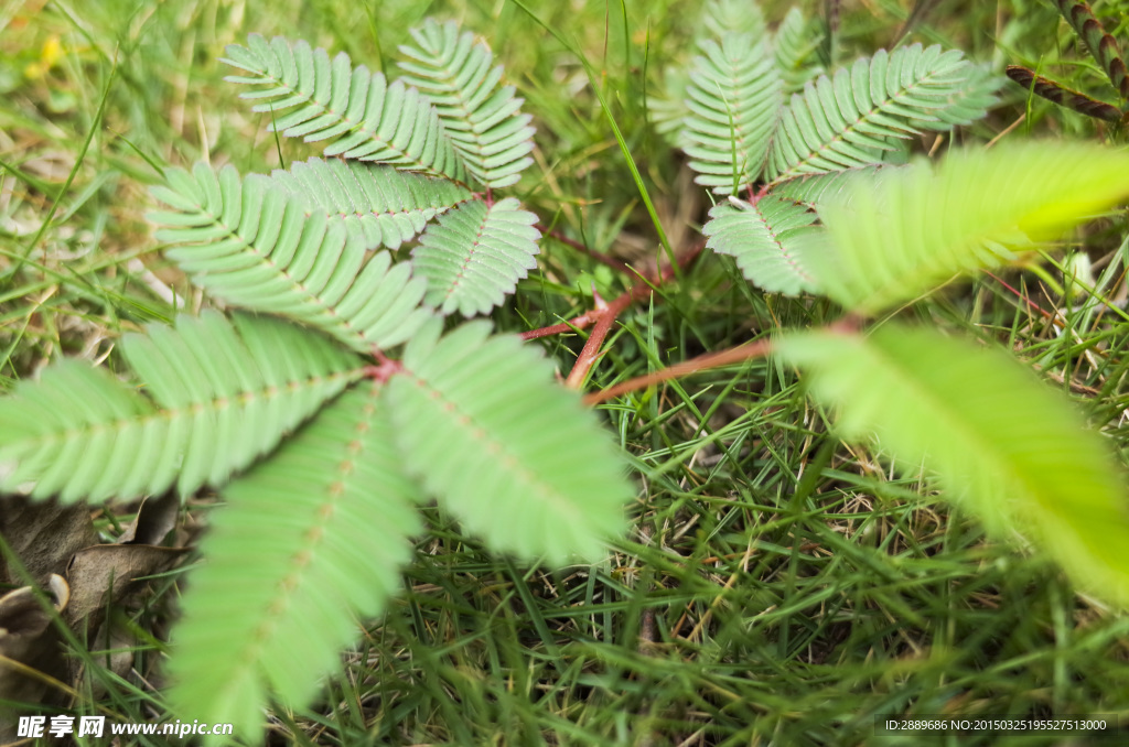 含羞草