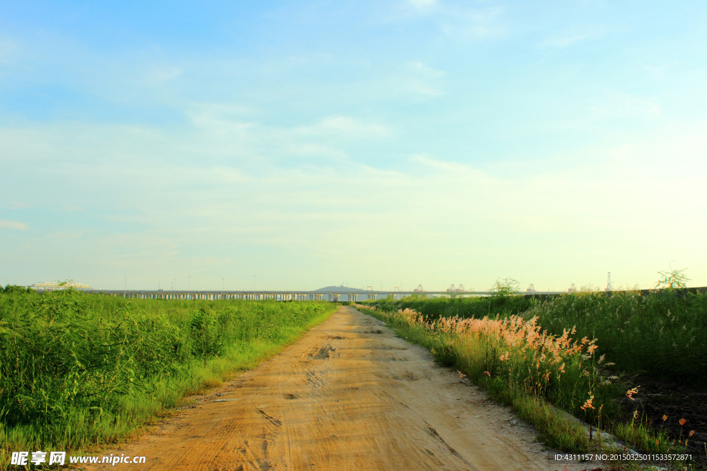 青草小路