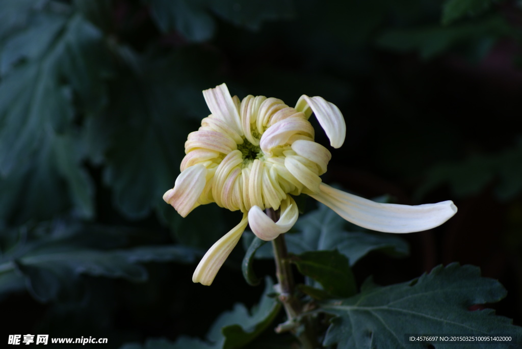 菊花 摄影