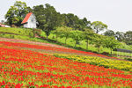 花园草场