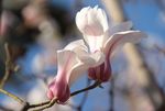 玉兰花