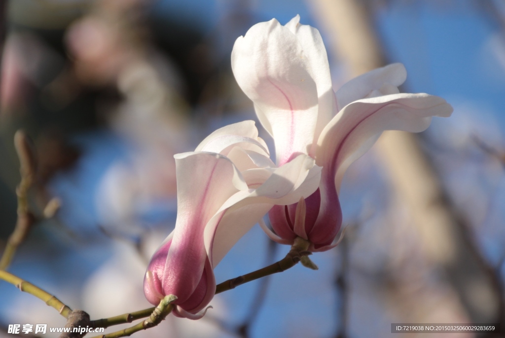 玉兰花