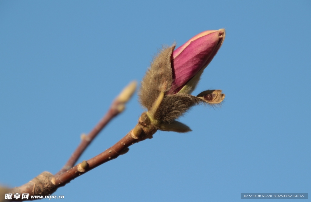 玉兰花
