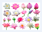 各种荷花集合——高清图片