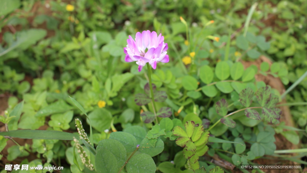 花仙子