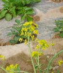 花蜂